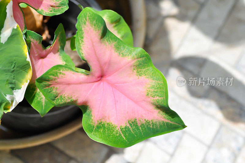 Caladium, Caladium Bicolor Vent或Caladium Bicolor